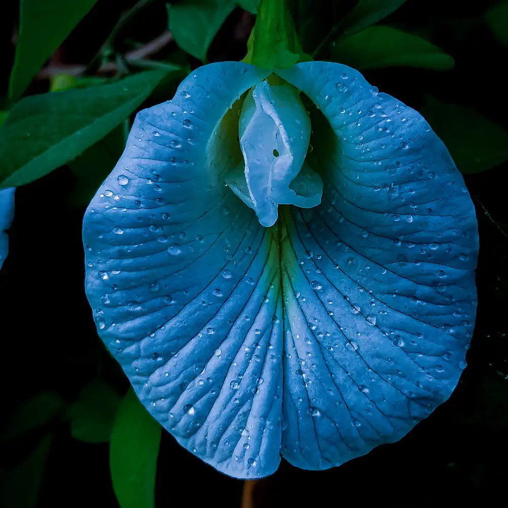 Blå blomma som symboliserar ett kvinnligt könsorgan